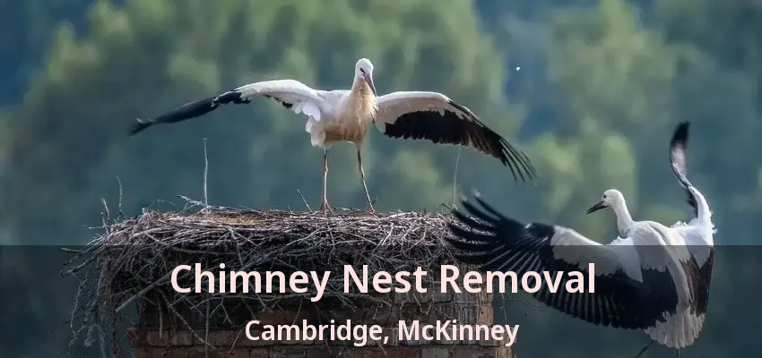 Chimney Nest Removal Cambridge, McKinney - TX Chimney Nest Removal Cambridge, McKinney - TX